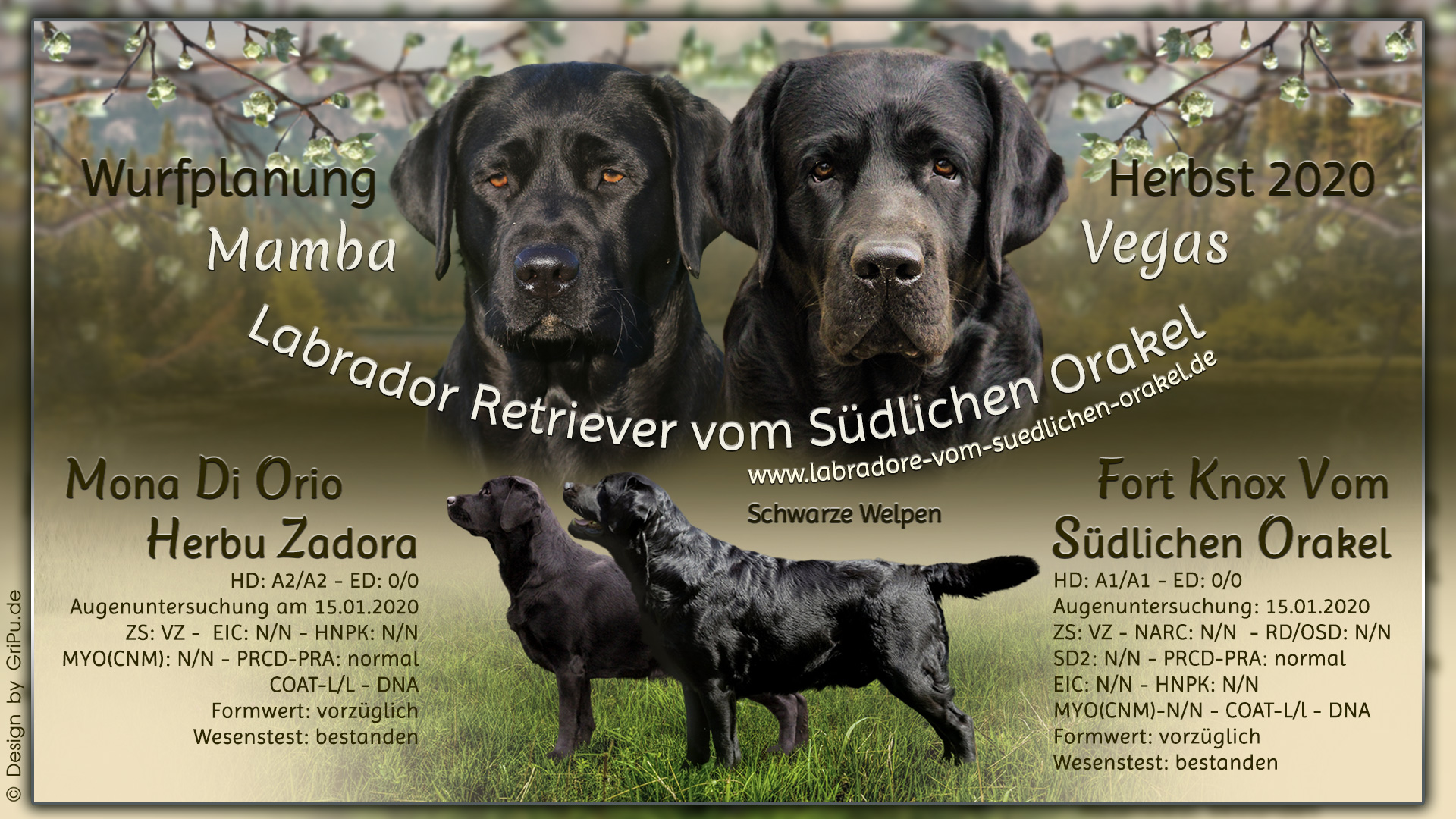 GriPu-Webdesign, die Web- und Grafikfee in Wiesbaden