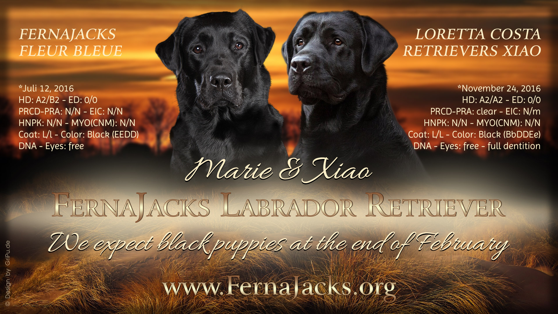 GriPu-Webdesign, die Web- und Grafikfee in Wiesbaden