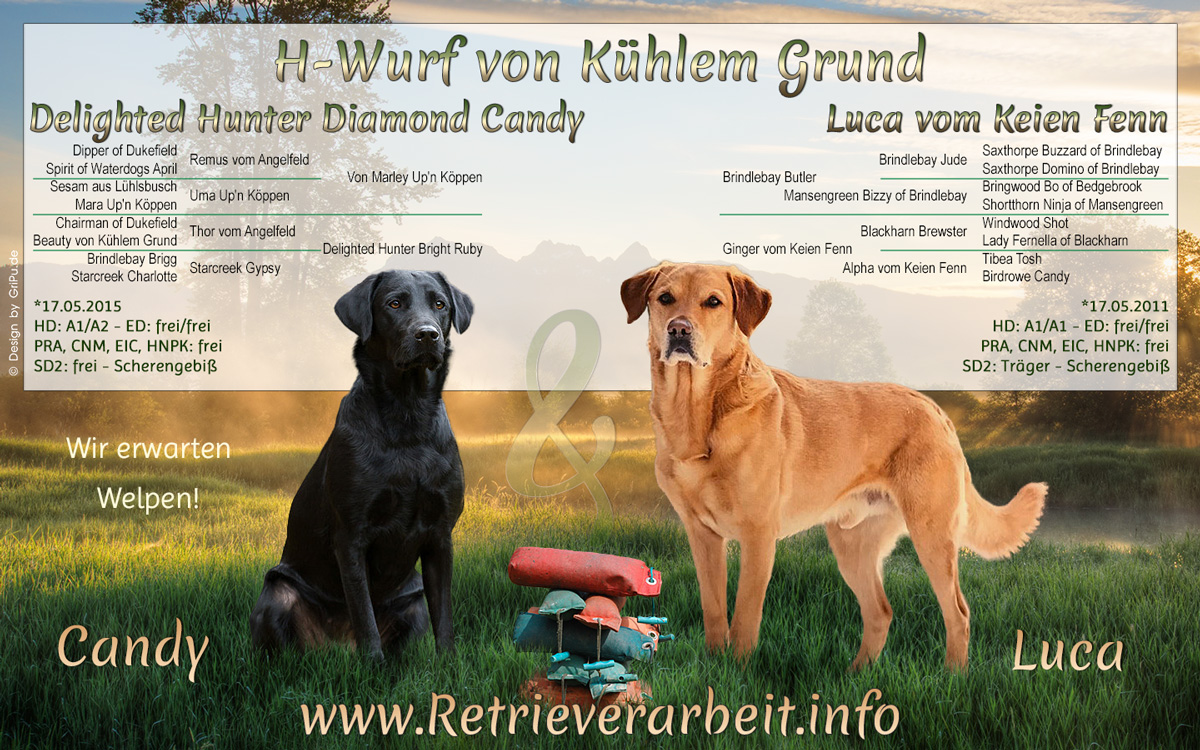 GriPu-Webdesign, die Web- und Grafikfee in Wiesbaden