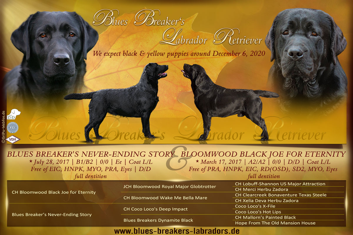 Blues Breaker's Wurfplanung