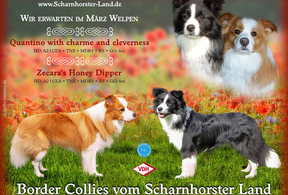 Verschiedene Collagen
