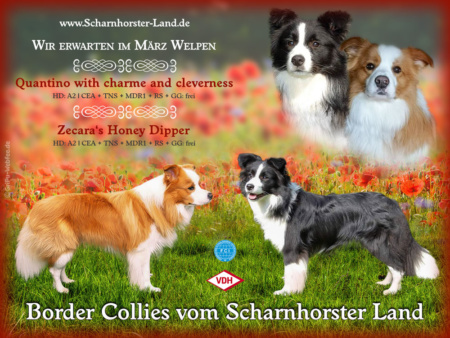 GriPu-Webdesign, die Web- und Grafikfee in Wiesbaden