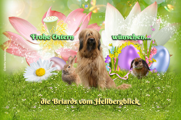 Oster Collage