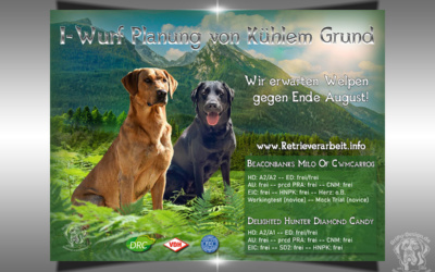 Collage für Wurfankündigung