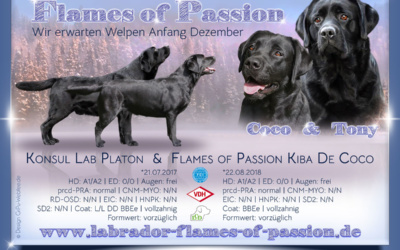 Wurfankündigung Labrador Flames of Passion