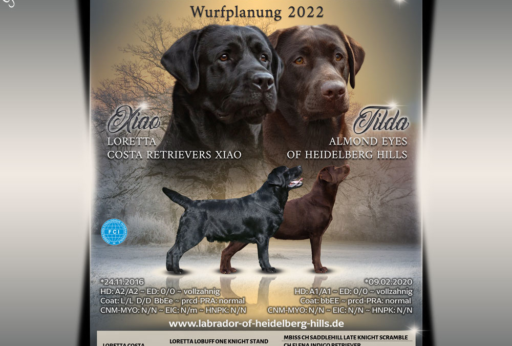 Zwei aktuelle Collagen für Wurfankündigungen