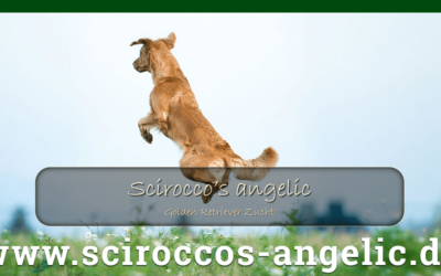 Neue Webseite für den Kennel Scirocco’s angelic