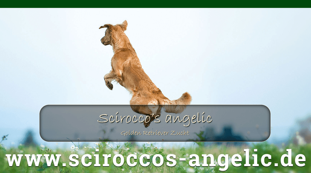 Neue Webseite für den Kennel Scirocco’s angelic