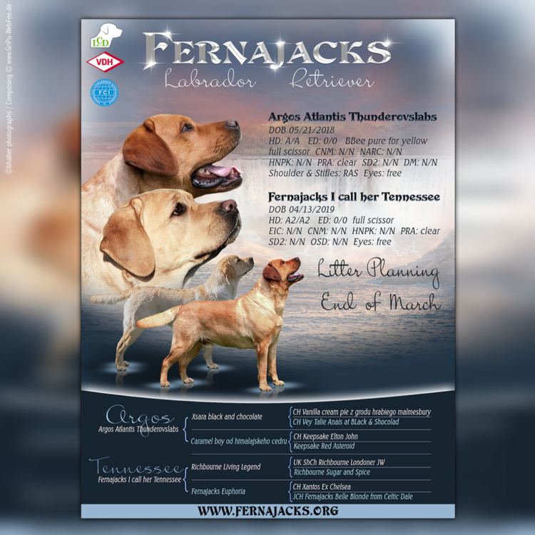 Wurfplanung im Kennel Fernajacks Labrador Retriever