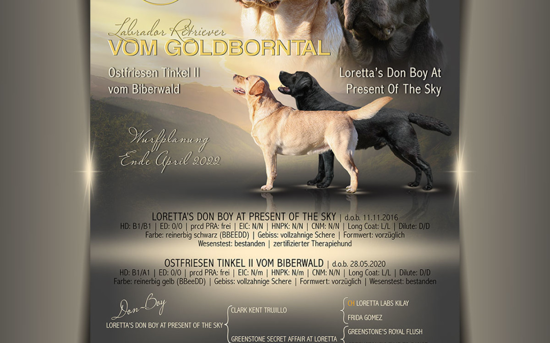 Zucht-Collage für den Kennel vom Goldborntal
