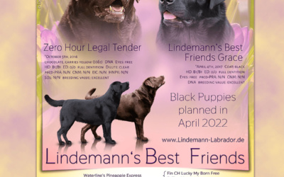 Wurfplanung bei Lindemann’s Best Friends
