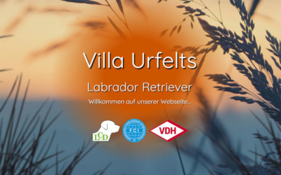 Neue Züchter-Homepage – Villa Urfelts Labrador Retriever