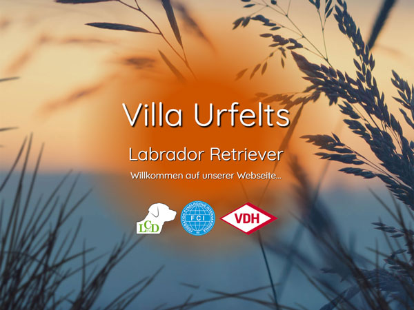 Neue Züchter-Homepage – Villa Urfelts Labrador Retriever