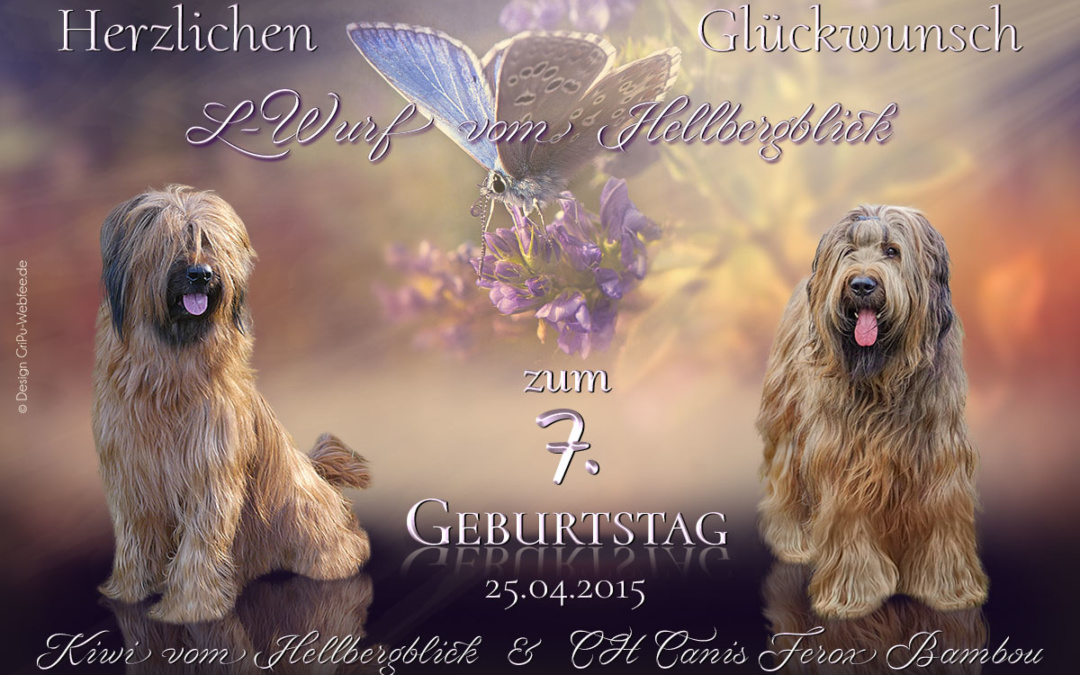 Wieder Geburtstage bei den Hellbergblick Briards