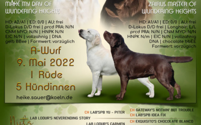A-Wurf bei den Labradoren vom Pfotenglück