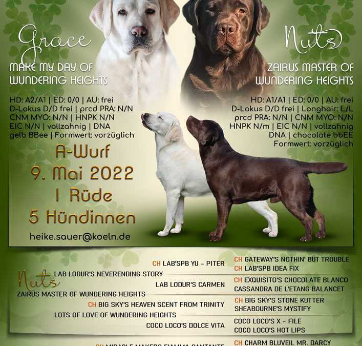 A-Wurf bei den Labradoren vom Pfotenglück