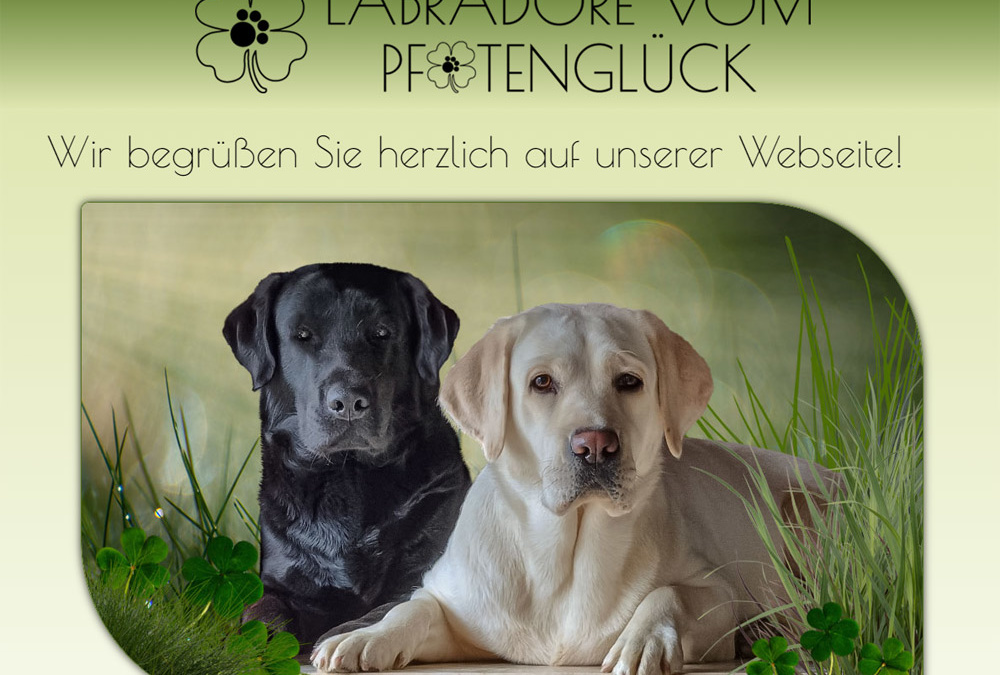 Neue Webseite für die Labradore vom Pfotenglück