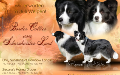 Wurfankündigung & Erinnerung