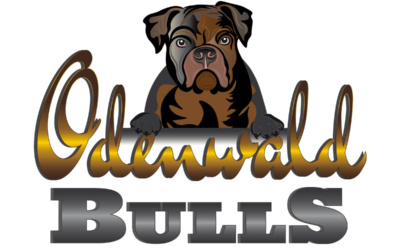 Neues Logo für die Odenwald Bulls