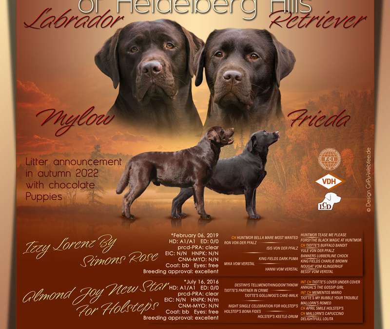 Wurfankündigung Heidelberg Hills Labrador