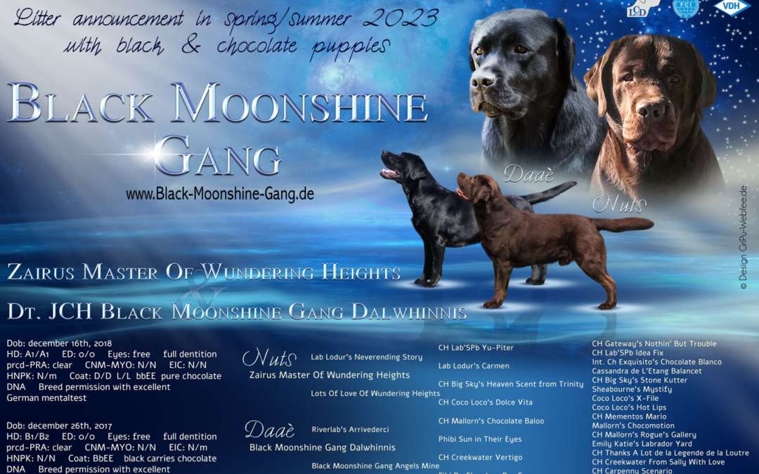 Wurfankündigung für die Black Moonshine Gang