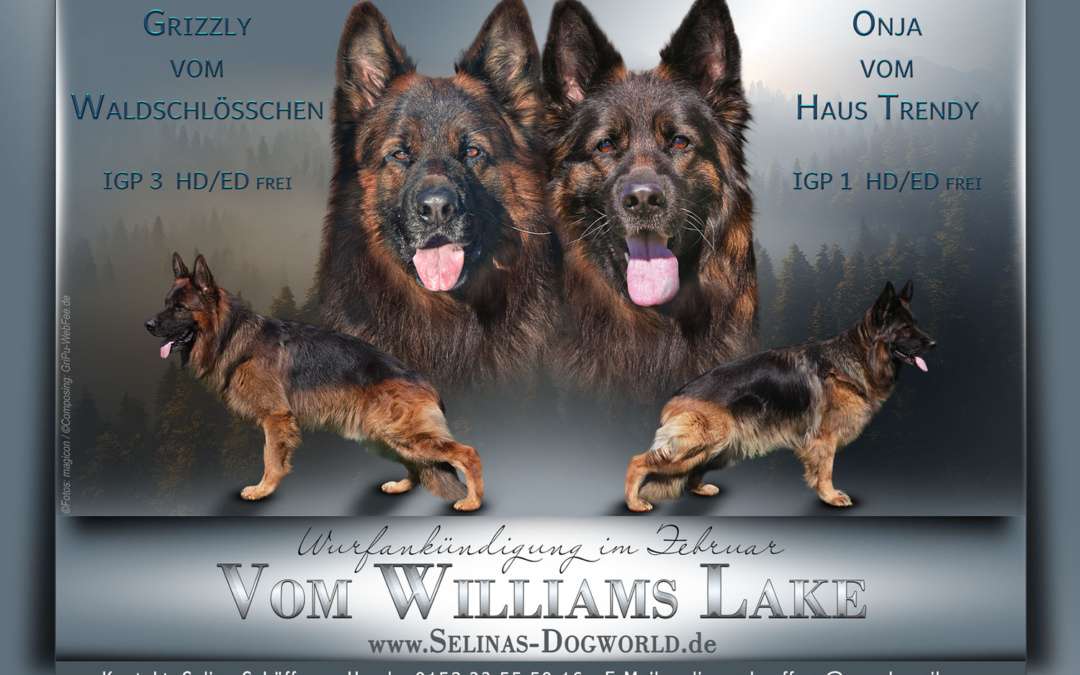 Schäferhund Welpen