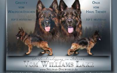 Schäferhund Welpen
