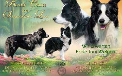 Border Collie Welpen