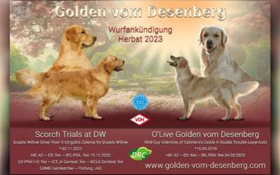 Golden vom Desenberg