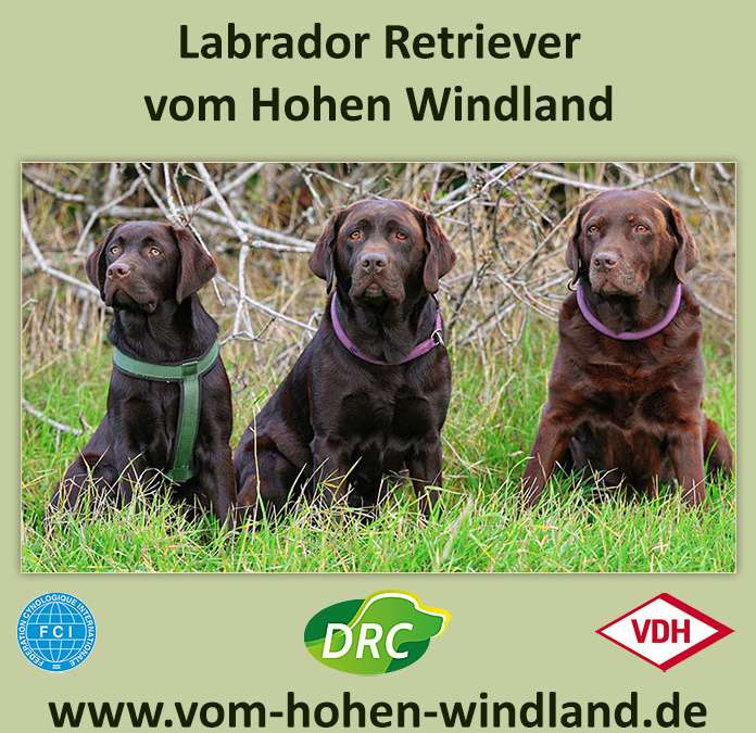 Labradore vom Hohen Windland