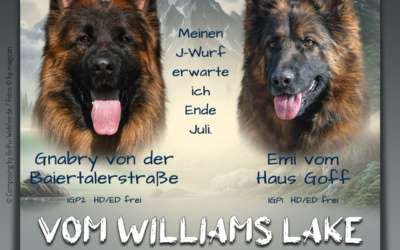 Wurfankündigung Kennel vom Williams Lake