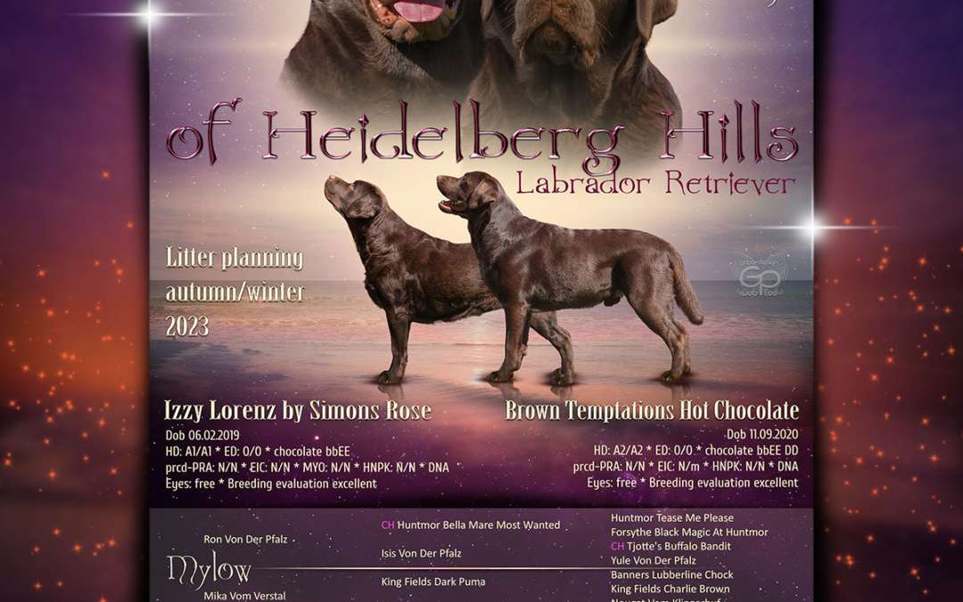 Labrador Retriever of Heidelberg Hills