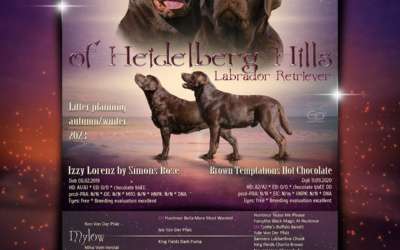 Labrador Retriever of Heidelberg Hills
