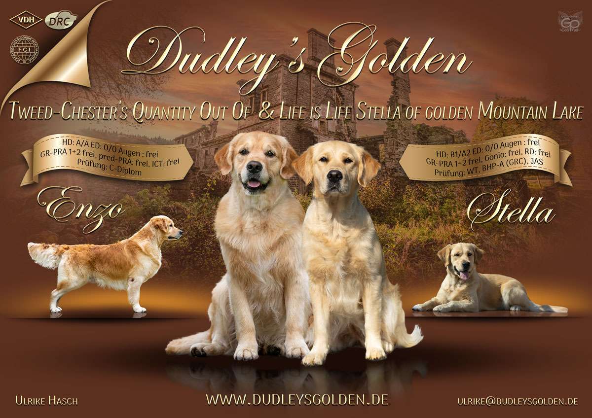 Wurfankündigung Dudley's Golden