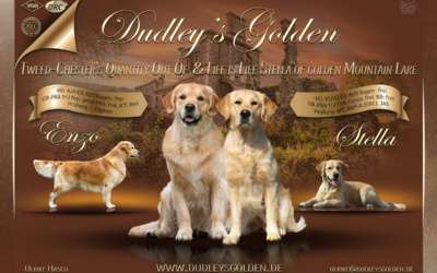 Dudley’s Golden