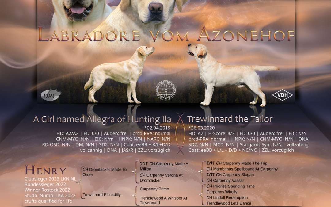 Labradore vom Azonehof