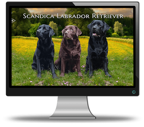 Scandica Labrador Retriever