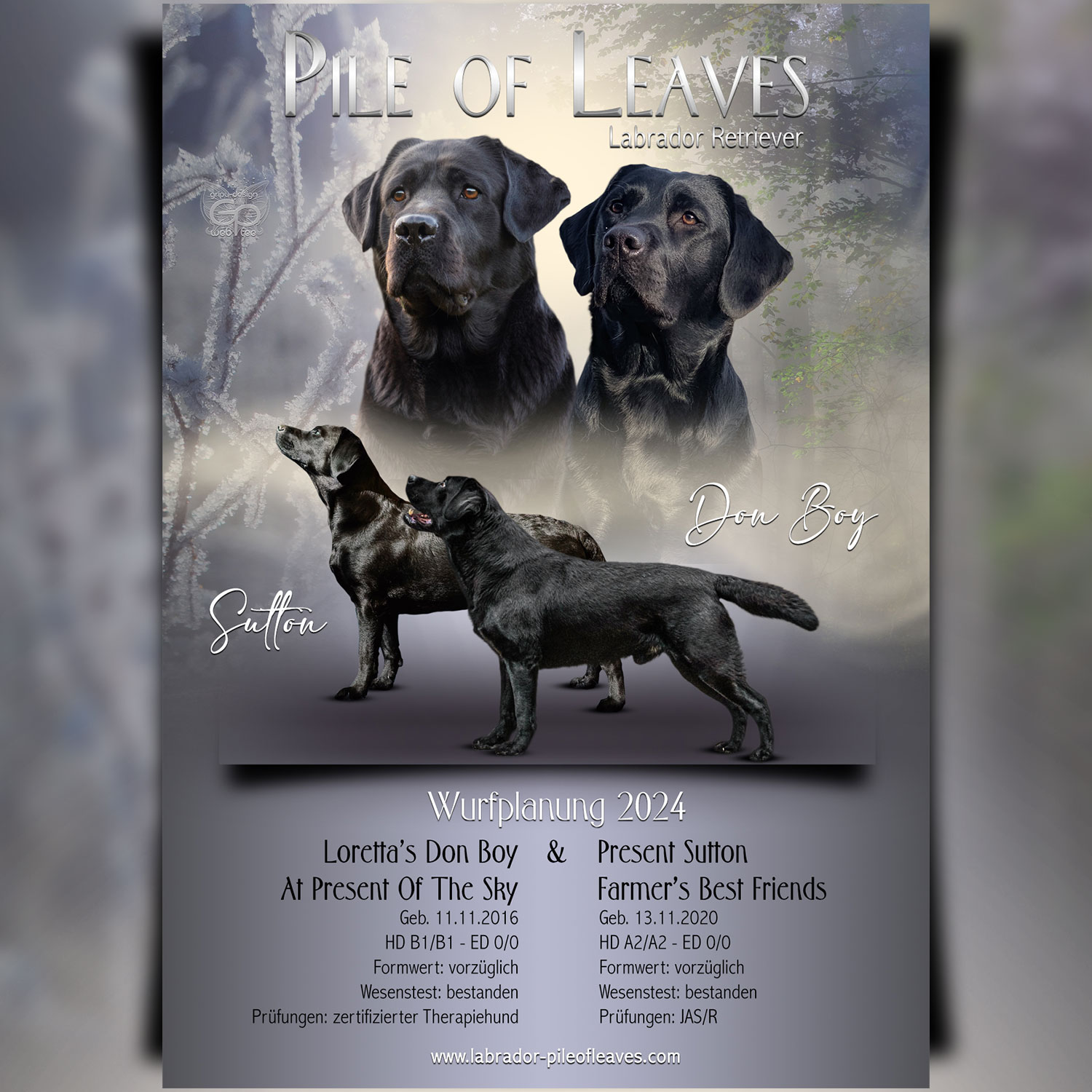 Collage / Wurfankündigung Pile of Leaves Labrador Retriever