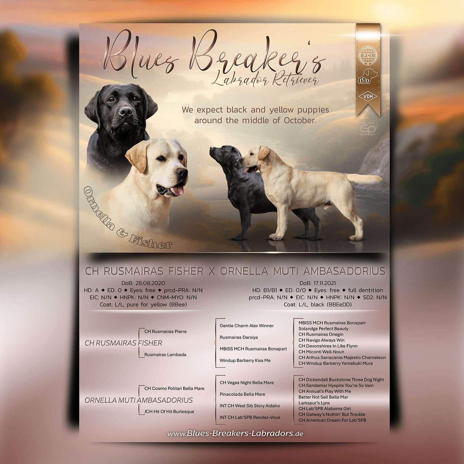 Blues Breaker's Labrador Retriever