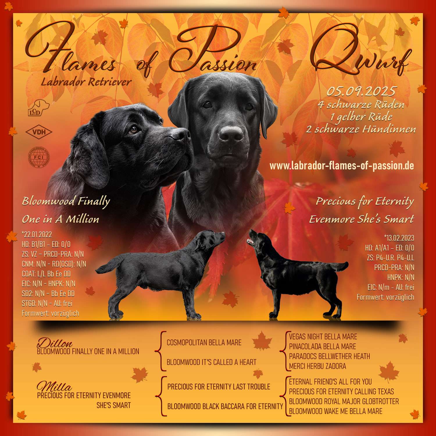 Bekanntmachung Labradorwurf