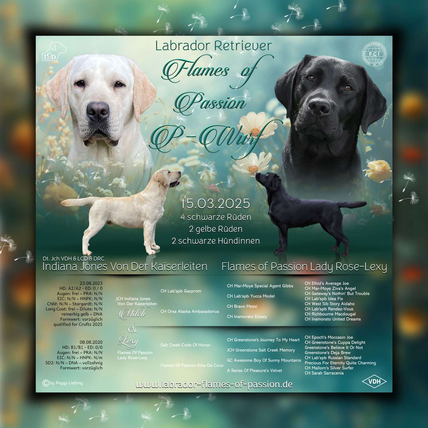 Collage Wurfankündigung Labradorzucht