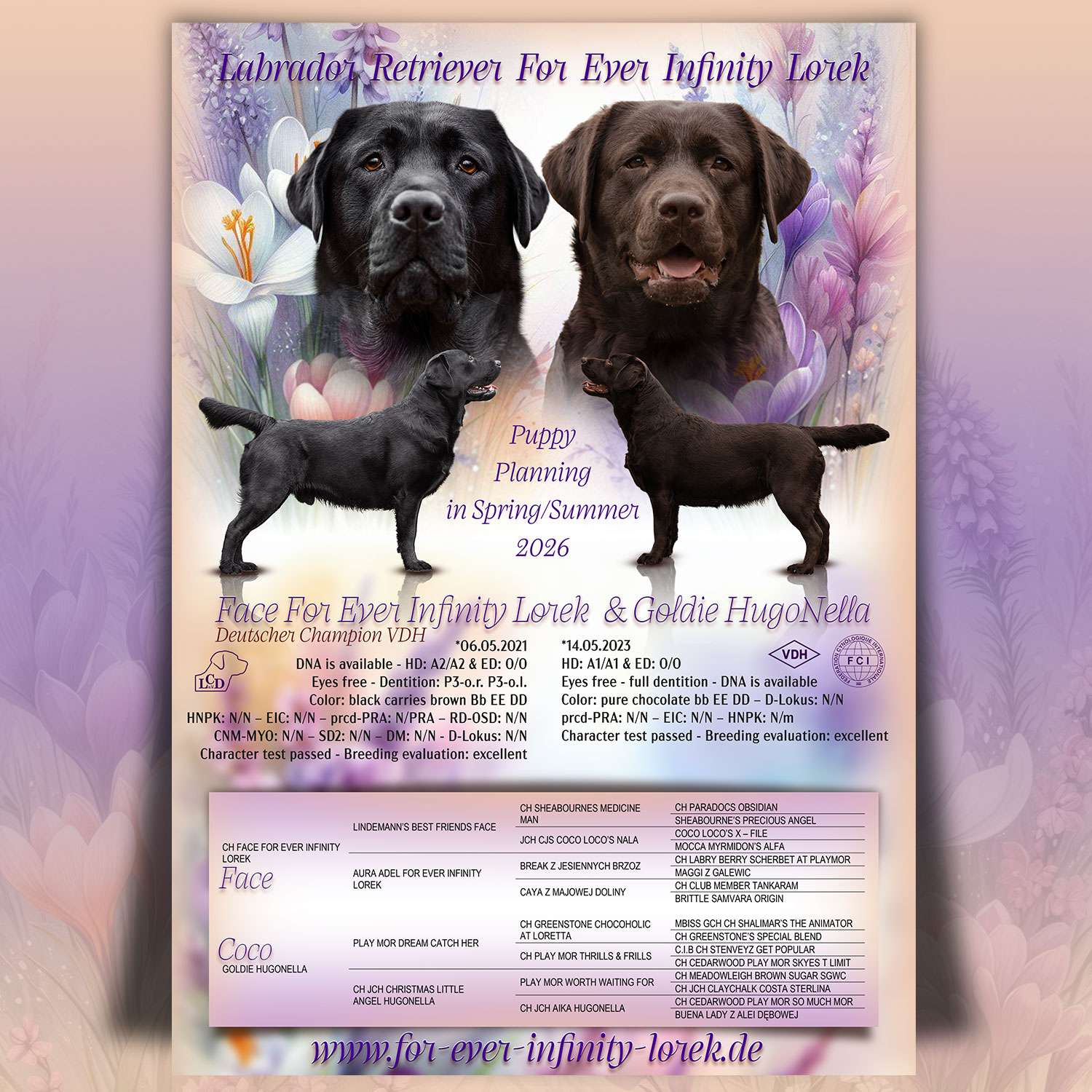 Collage Wurfankündigung Labradorzucht