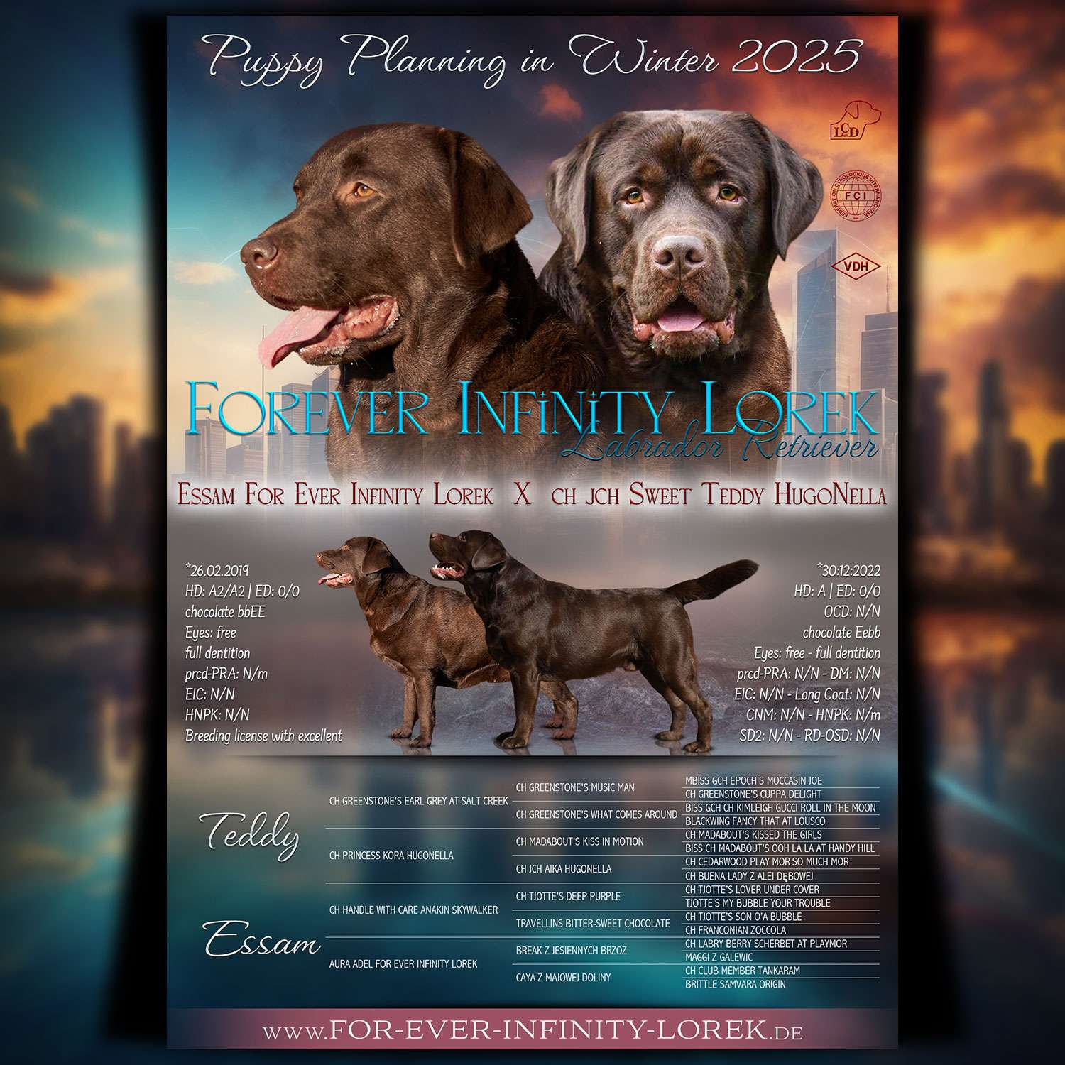 Collage Wurfankündigung Labradorzucht